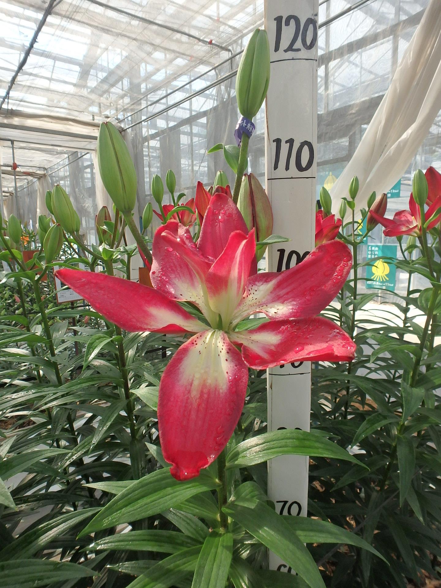 ダブルセンセーション(花粉無し)